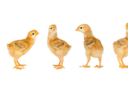 Yellow chickens, an Animal Photo by José Manuel Gelpi