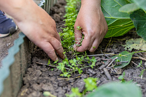 Female farmer weeding a vegetable garden, a Photo by Grafvision photography