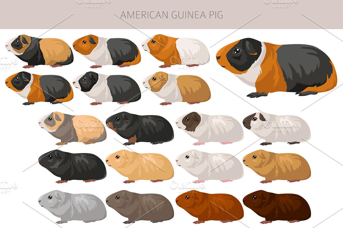 American Guinea Pig clipart, an Animal Illustration by pet design shop (Photo 2 of 5)