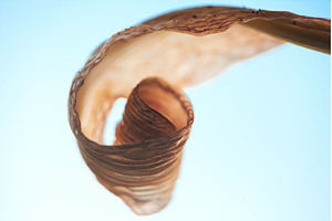 Dried Lily Leaf's Graceful Curl, a Nature Photo by Rohan Photography