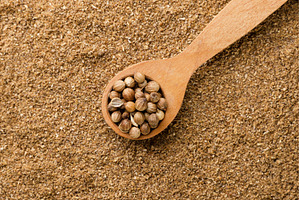 Coriander grains in a wooden spoon, a Food & Drink Photo by innakreativ