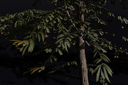 The Red Cherry Tree, a Plants & Tree 3D Model by FuturePastCreatives (Thumbnail 2 of 7)