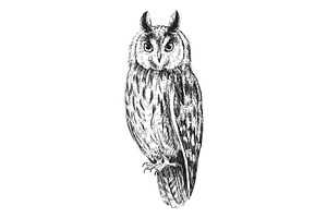 Vintage Owl Vector Etching