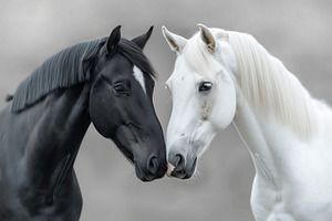 A stunning close-up of a black horse and a white horse gently touching noses, s, an Animal Photo by ImageMir
