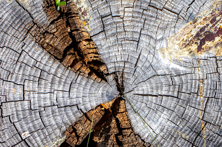 Saw cut of an old tree close-up, an Abstract Photo by Schreibikus