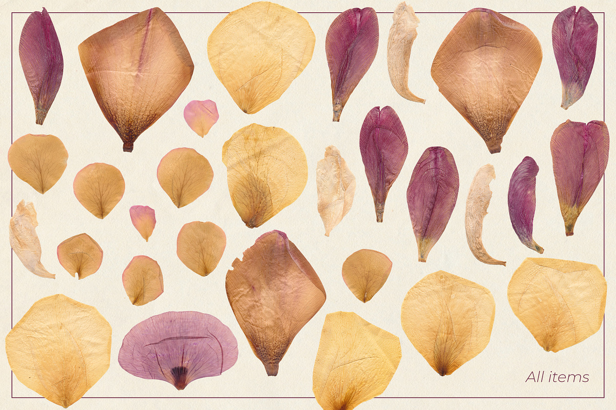 Dried Flower Petals PNG Clipart, a Decorative Illustration by dlinnaya (Photo 6 of 6)