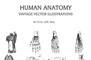 Vintage Vector Illustrations Bundle, a Food Illustration by TheBlackPixelCo (Thumbnail 5 of 17)