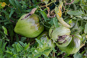Feeling Organic, a Food & Drink Photo by Feelings (Thumbnail 5 of 5)