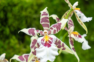 Miltonia orchid at Singapore Botanic Gardens, a Nature Photo by GoodGoods