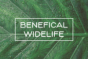 Serave - Soft Rounded Typeface, a Sans Serif Font by CCS Type (Thumbnail 7 of 20)