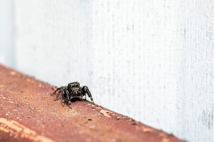 Jumping Spider, an Animal Photo by Ivanna