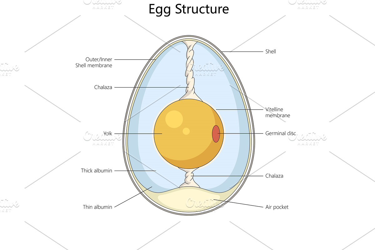 Labeled diagram of internal egg, an Illustration by AlexArt