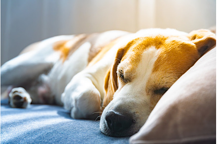 A Beagle dog is napping peacefully