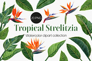 Strelitzia Tropical Watercolor PNG, a Decorative Illustration by Anntre (Thumbnail 1 of 6)