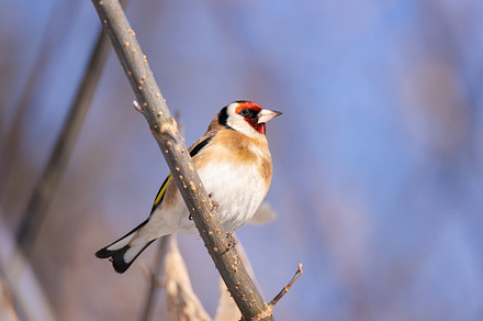 Goldfinch, Carduelis carduelis, perc, an Animal Photo by AlexBush