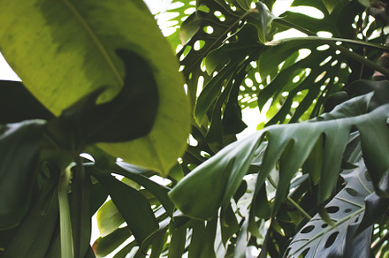Ficus elastica and monstera leaves., a Nature Photo by rorygez fresh