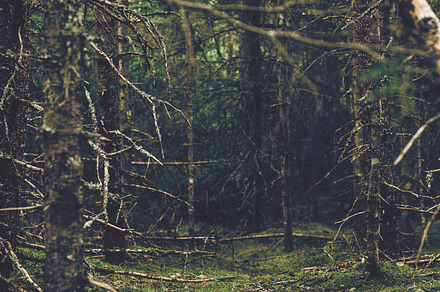 Green Moss Forest preview 5