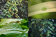 Green leaves Bundle, a Nature Photo by Vladimir Kazimirov (Thumbnail 4 of 10)