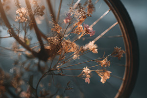 Bike wheel with dried flowers, a Wallpaper Photo by Virgo Studio
