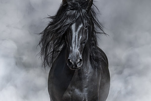 Portrait of black Andalusian Horse