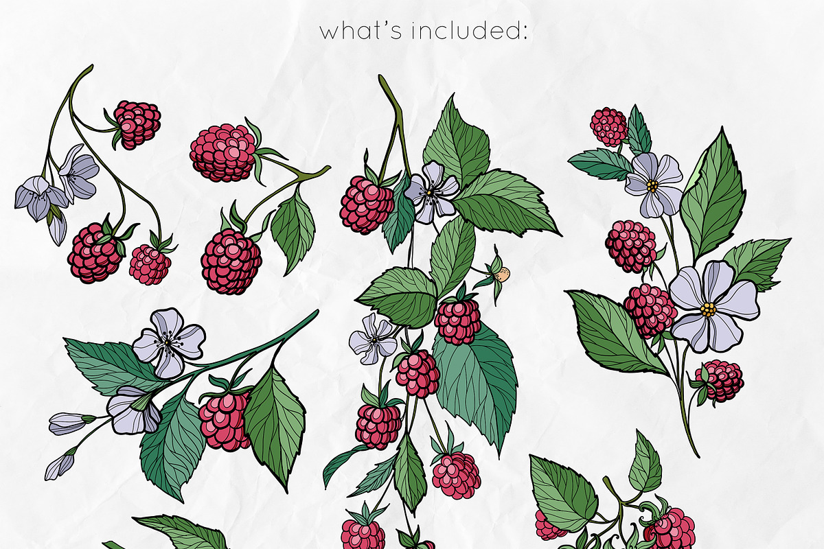 Raspberry | Line art & Color vector, a Decorative Illustration by Dervik Art Store (Photo 3 of 8)