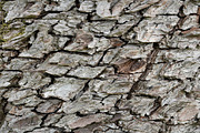 30 Tree Trunk Texture Photos, a Texture Graphic by Bilgep_design (Thumbnail 5 of 16)