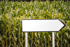 Arrow sign mockup in cornfield, a Business Photo by SkyNext