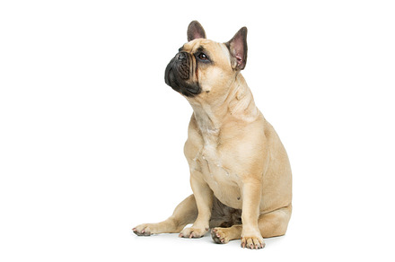 Beautiful french bulldog dog stock photo containing french and adorable, an Animal Photo by Sweet Studio