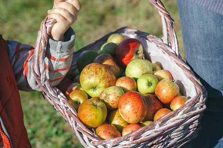 Woman and little girl holding basket with apples, a Food & Drink Photo by davidpereiras