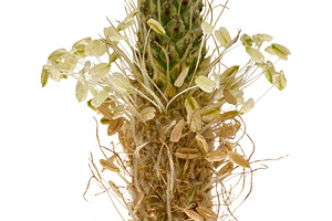 Flowering spike of lanceolate plantain with small stamens on an, a Nature Photo by ndanko