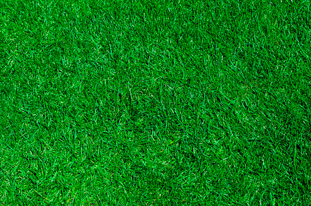   Green grass