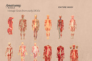 Anatomy Collage Elements 200+, an Illustration by Francesco Stefanini (Thumbnail 5 of 10)