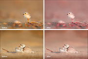 Birds Lr Presets, an Action Add-On by PandoraDreams (Thumbnail 2 of 5)