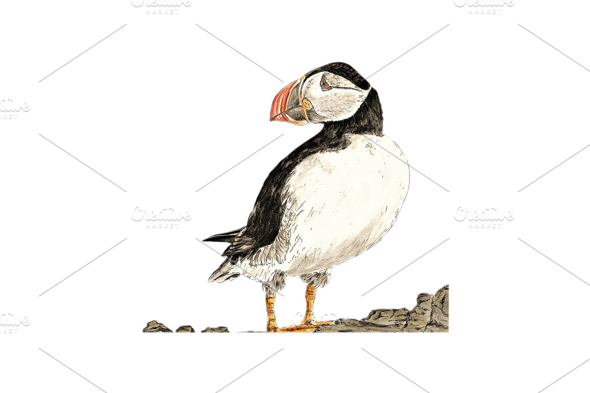 Puffins Seabird  paintings clipart, an Illustration by Doggy Days (Photo 5 of 6)