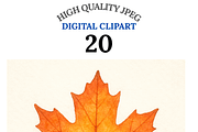 Autumn Leaf Clipart Bundle, a Decorative Illustration by Pati Charm Studio (Thumbnail 1 of 8)