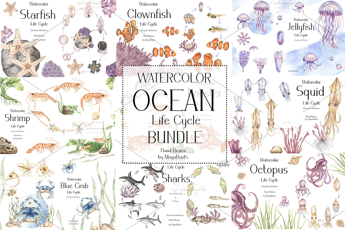 Ocean Life Cycle Bundle, an Education Illustration by MayaNavits (Photo 1 of 26)