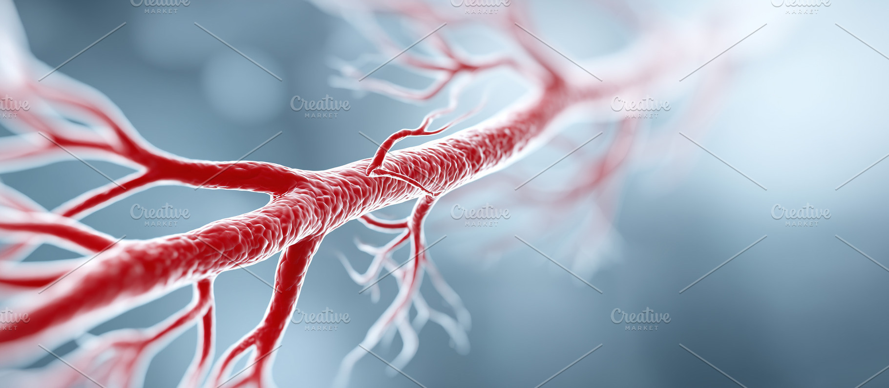Human blood vessels and arteries, a Health & Medical Photo by MistyDay