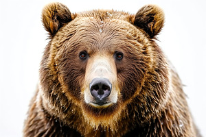 Portrait of big brown bear, an Animal Photo by AlyaAnd