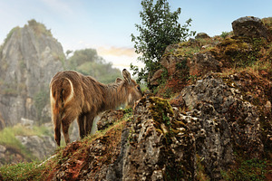 Young Antelope Grazing Among Rocks i, an Animal Photo by Perpis