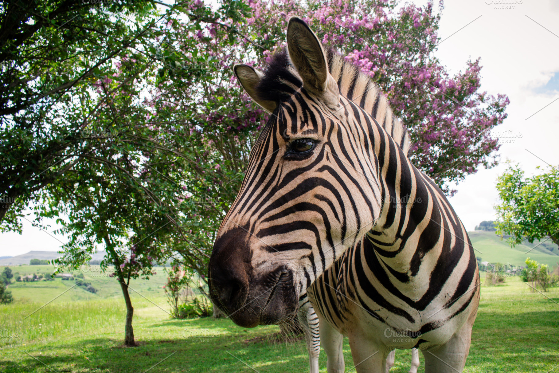 Zebra containing zebra, africa, and south africa, an Animal Photo by Highlands Creative Co.