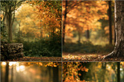 40 Fall Forest Digital Backdrops, a Background Graphic by Walllow Creatives (Thumbnail 3 of 3)