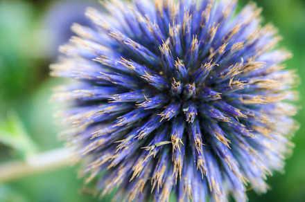 Purple Scottish Thistle