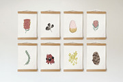 Australian Garden Florals Collection, an Illustration by sarahnalder (Thumbnail 5 of 7)