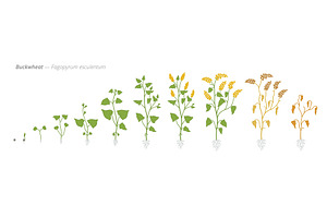 Growth stages of buckwheat plants, a Food Illustration by Ilia Design