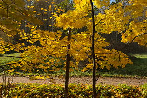 A vibrant autumn scene featuring bright yellow maple leaves on trees, with a ca, a Nature Photo by Textures & Backgrounds