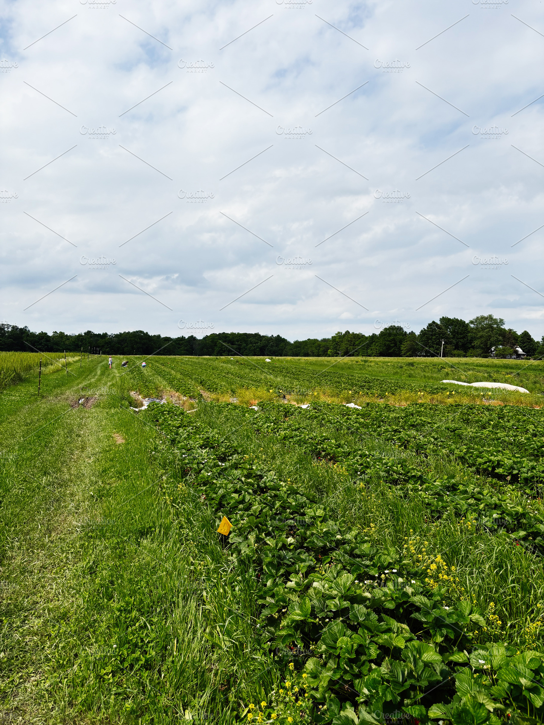 Harvest field with workers in a rural farm setting in Indiana USA on a sunny da, a Photo by AS photostudio