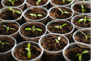 Vegetable seedlings transplanted, a Nature Photo by HalfPoint