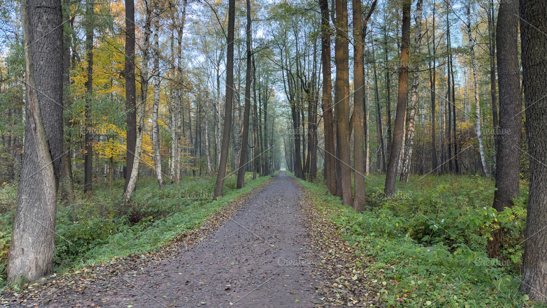A serene forest path surrounded by tall trees, showcasing autumn foliage with a, a Nature Photo by Textures & Backgrounds