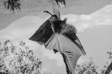 Giant fruit bat flying fox stock photo containing mammal and animal