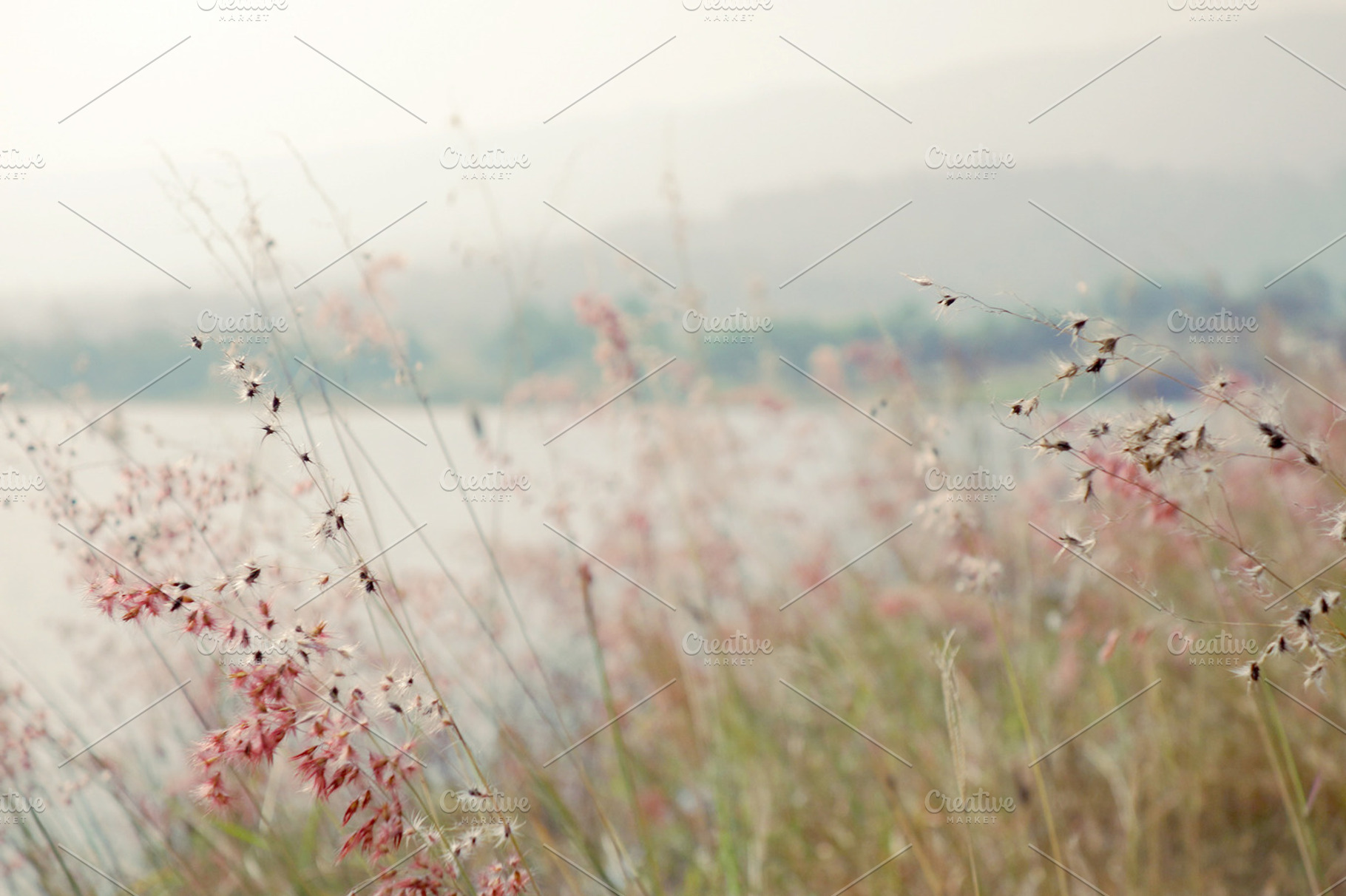 Beautiful Grassland By A Reservoir Featuring Flower Pastel And Pink